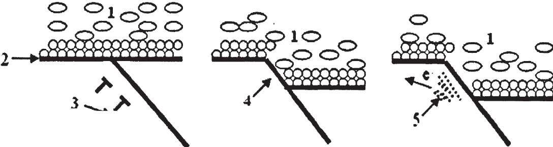 再鈍化過(guò)程的循環(huán)往復(fù)。如圖1.3 所示